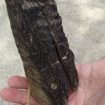 Buy this Craft-Grade 25 inch authentic Nyala Horn for $15