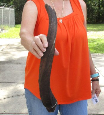 Buy this Craft-Grade 20 inch authentic Nyala Horn for $15
