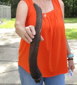 Buy this Craft-Grade 20 inch authentic Nyala Horn for $15