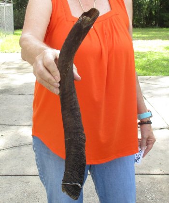 Buy this Craft-Grade 20 inch authentic Nyala Horn for $15