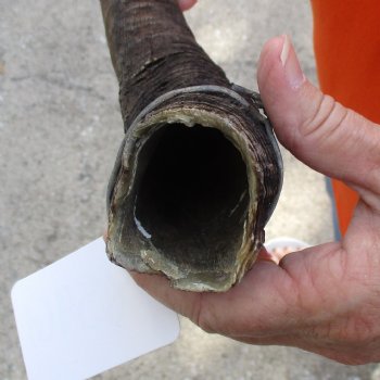 Buy this Craft-Grade 20 inch authentic Nyala Horn for $15