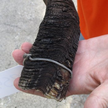 Buy this Craft-Grade 20 inch authentic Nyala Horn for $15