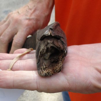 Buy this Craft-Grade 20 inch authentic Nyala Horn for $15