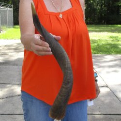 Buy this Craft-Grade 21 inch authentic Nyala Horn for $15