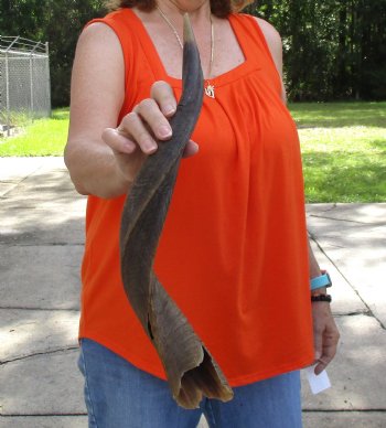 Buy this Craft-Grade 21 inch authentic Nyala Horn for $15