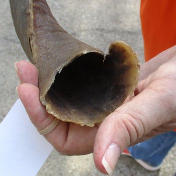 Buy this Craft-Grade 21 inch authentic Nyala Horn for $15
