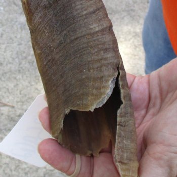 Buy this Craft-Grade 21 inch authentic Nyala Horn for $15