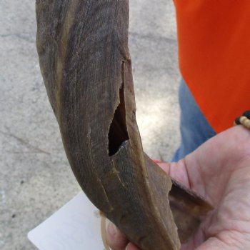 Buy this Craft-Grade 21 inch authentic Nyala Horn for $15
