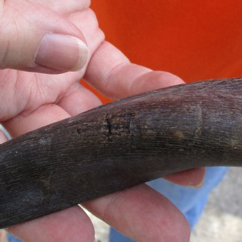 Buy this Craft-Grade 21 inch authentic Nyala Horn for $15