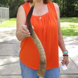 Buy this Craft-Grade 25 inch authentic Nyala Horn for $15