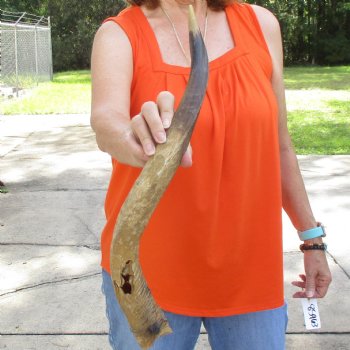 Buy this Craft-Grade 25 inch authentic Nyala Horn for $15