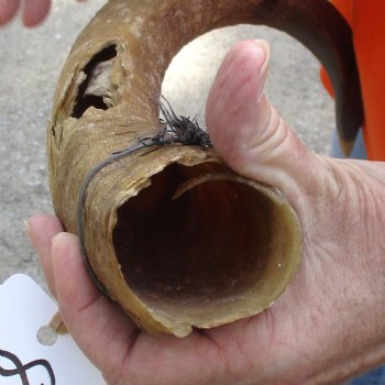 Buy this Craft-Grade 25 inch authentic Nyala Horn for $15