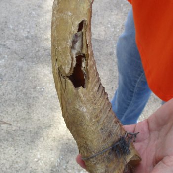 Buy this Craft-Grade 25 inch authentic Nyala Horn for $15