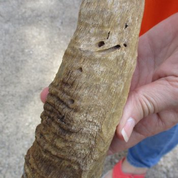 Buy this Craft-Grade 25 inch authentic Nyala Horn for $15