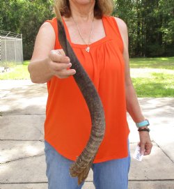 Buy this Craft-Grade 24 inch authentic Nyala Horn for $15
