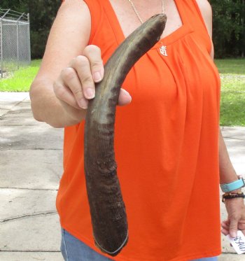 Buy this Craft-Grade 17 inch authentic Nyala Horn for $15