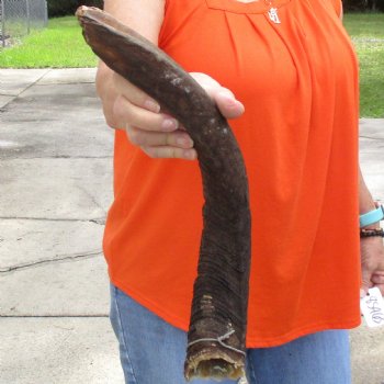 Buy this Craft-Grade 17 inch authentic Nyala Horn for $15