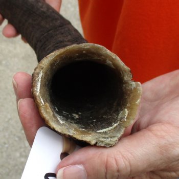 Buy this Craft-Grade 17 inch authentic Nyala Horn for $15