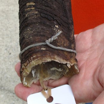 Buy this Craft-Grade 17 inch authentic Nyala Horn for $15