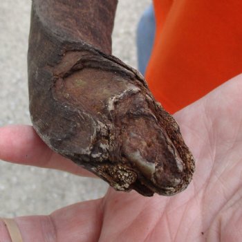 Buy this Craft-Grade 17 inch authentic Nyala Horn for $15