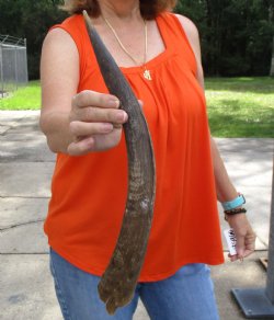 Buy this B-Grade 18 inch authentic Nyala Horn for $22