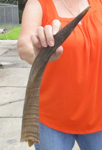 Buy this B-Grade 18 inch authentic Nyala Horn for $22