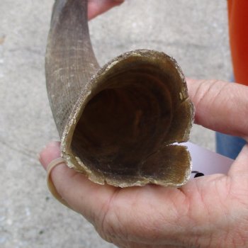 Buy this B-Grade 18 inch authentic Nyala Horn for $22