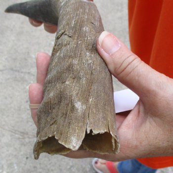 Buy this B-Grade 18 inch authentic Nyala Horn for $22