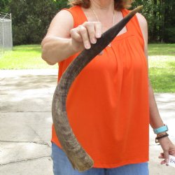 Buy this B-Grade 24 inch authentic Nyala Horn for $22