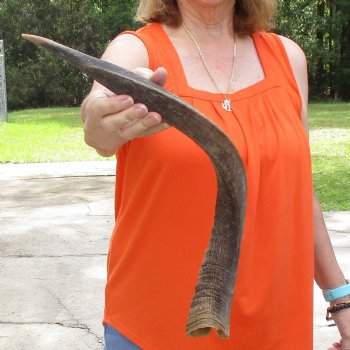 Buy this B-Grade 24 inch authentic Nyala Horn for $22