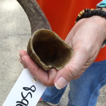 Buy this B-Grade 24 inch authentic Nyala Horn for $22