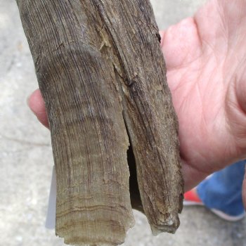 Buy this B-Grade 24 inch authentic Nyala Horn for $22