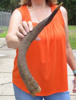 Buy this B-Grade 23 inch authentic Nyala Horn for $22