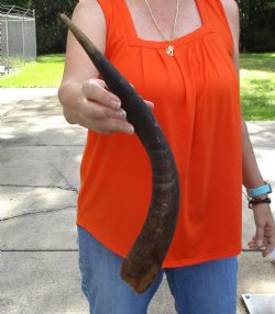 Buy this B-Grade 18 inch authentic Nyala Horn for $22