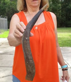 Buy this B-Grade 21 inch authentic Nyala Horn for $22