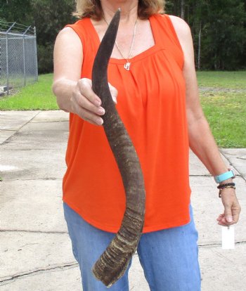 Buy this B-Grade 27 inch authentic Nyala Horn for $22