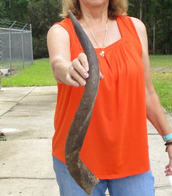 Buy this B-Grade 27 inch authentic Nyala Horn for $22