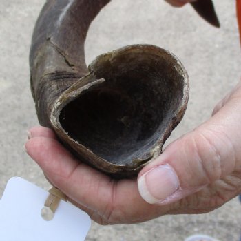 Buy this B-Grade 27 inch authentic Nyala Horn for $22