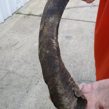 Buy this B-Grade 27 inch authentic Nyala Horn for $22