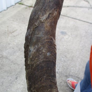 Buy this B-Grade 27 inch authentic Nyala Horn for $22