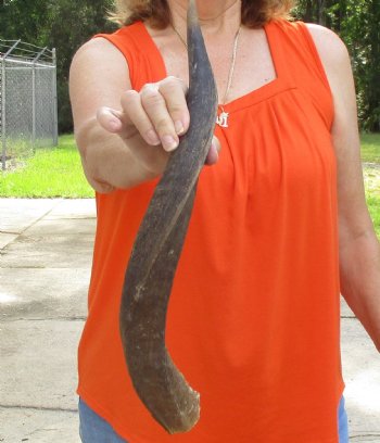 Buy this B-Grade 22 inch authentic Nyala Horn for $22