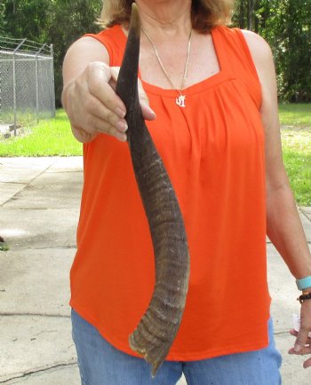 Buy this B-Grade 22 inch authentic Nyala Horn for $22