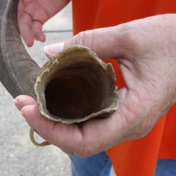 Buy this B-Grade 22 inch authentic Nyala Horn for $22