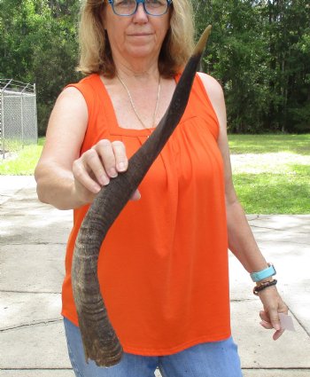 Buy this B-Grade 23 inch authentic Nyala Horn for $22