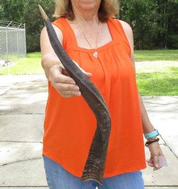 Buy this B-Grade 23 inch authentic Nyala Horn for $22
