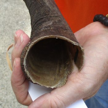 Buy this B-Grade 23 inch authentic Nyala Horn for $22