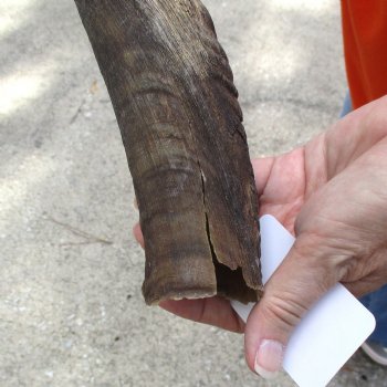 Buy this B-Grade 23 inch authentic Nyala Horn for $22