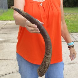 Buy this B-Grade 24 inch authentic Nyala Horn for $22