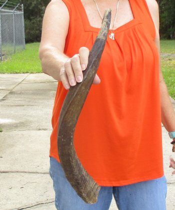 Buy this B-Grade 24 inch authentic Nyala Horn for $22