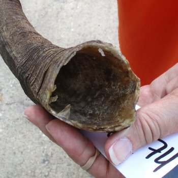 Buy this B-Grade 24 inch authentic Nyala Horn for $22